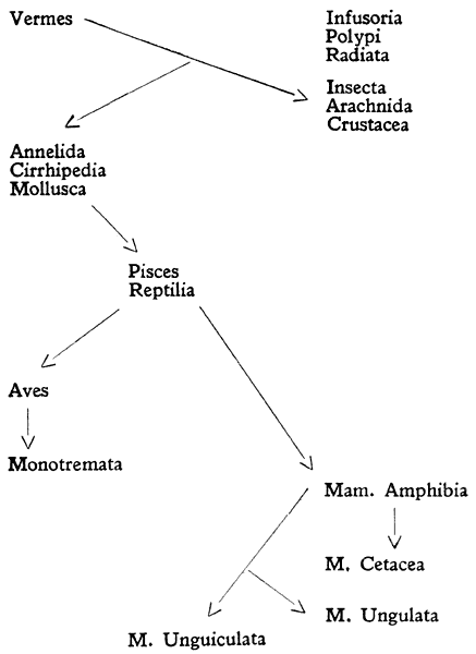 Vermes  Infusoria, Polypi, Radiata  Insecta, Arachnida, Crustacea  Annelida, Cirrhipedia, Mollusca  Pisces, Reptilia  Aves  Monotremata    Mam. Amphibia  M. Unguiculata  M. Ungulata  M. Cetacea        