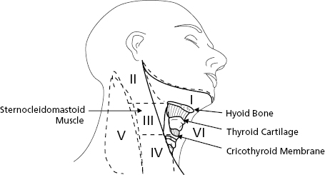 c1-fig-0001