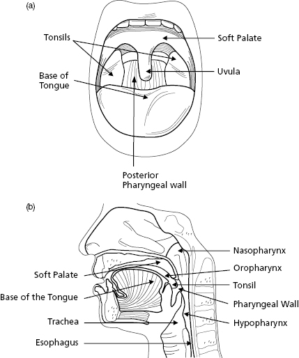 c1-fig-0003