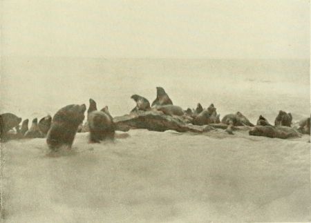 BASKING SEALS