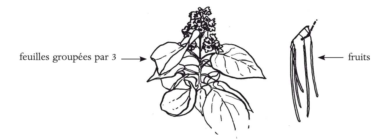 ( , où le nom d’espèce signifie « en forme de bignonia », car leurs fleurs se ressemblent)  H. max. 20 m