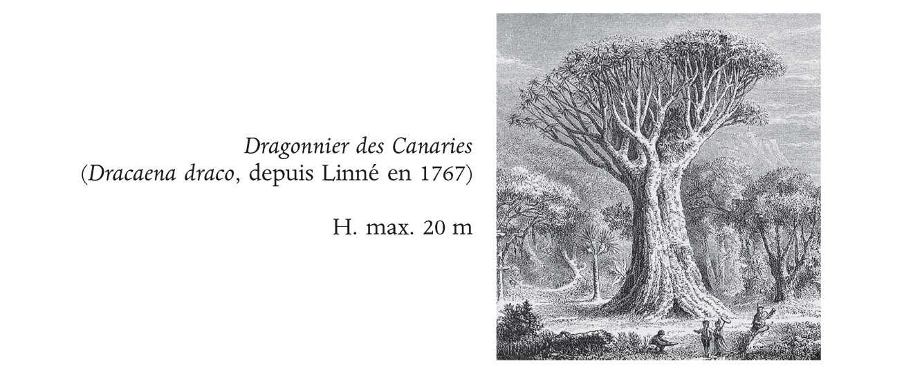 Figuier, L.,   [Histoire des plantes], t. 6 (1867) [A. Faguet]