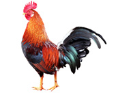 AmericanBrownLeghorn%20.jpg