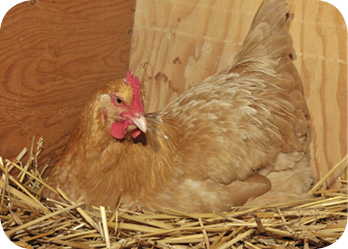 Buff%20Orpington%20hen%20laying%20on%20a%20nest%20of%20straw.jpg