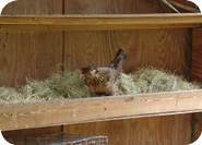 Chickens%20ready%20to%20roost.JPG