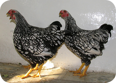 Plymouth%20Rock%20Hens.jpg