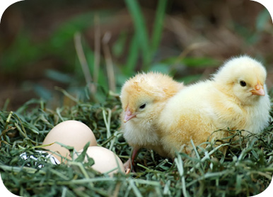 Two%20chicks%20and%20eggs.jpg