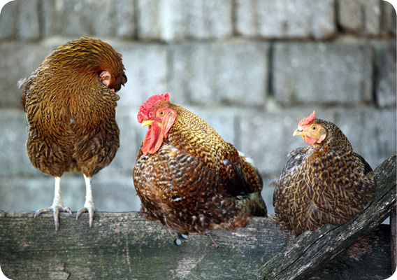 one%20cock%20and%20two%20hens%20on%20wooden%20fence.jpg