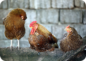 one%20cock%20and%20two%20hens%20on%20wooden%20fence.jpg