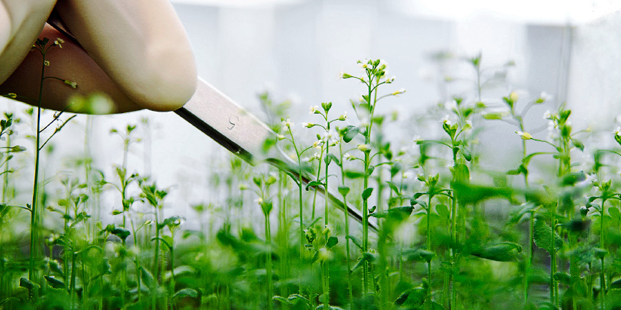 A mustard plant