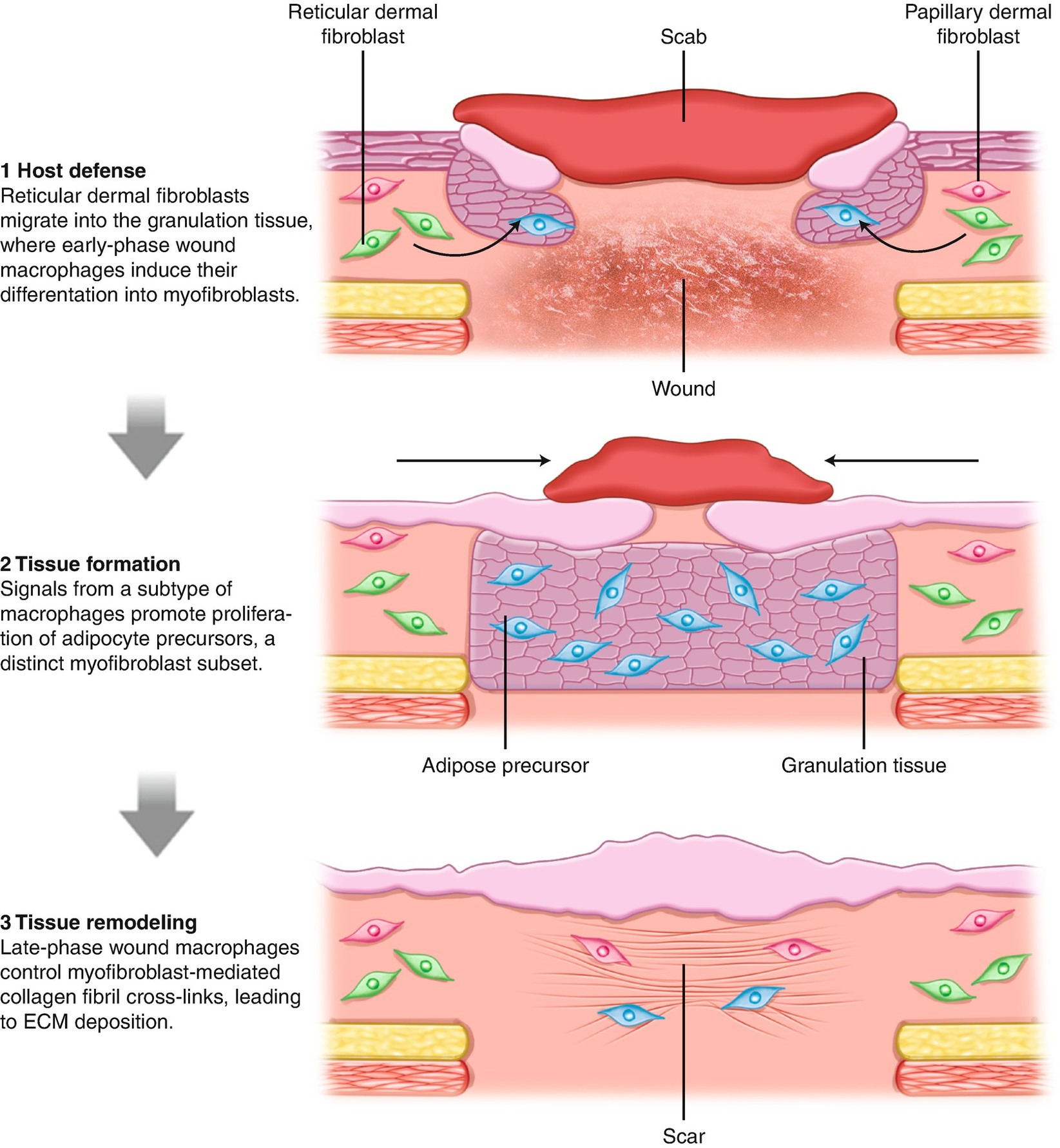 ../images/142736_2_En_15_Chapter/142736_2_En_15_Fig2_HTML.jpg