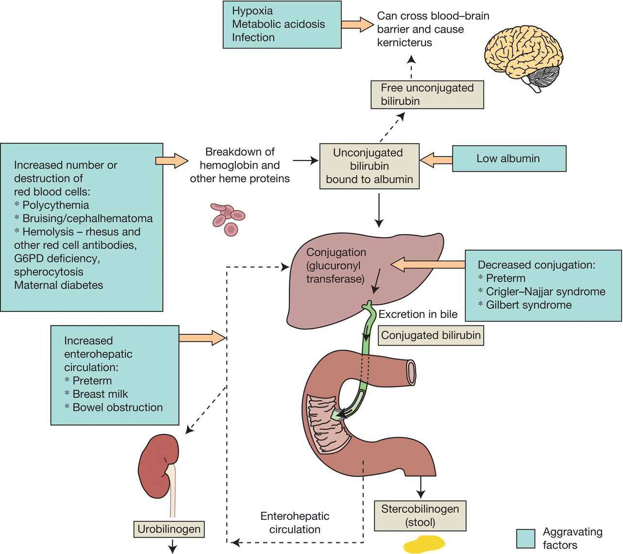 c41-fig-0001