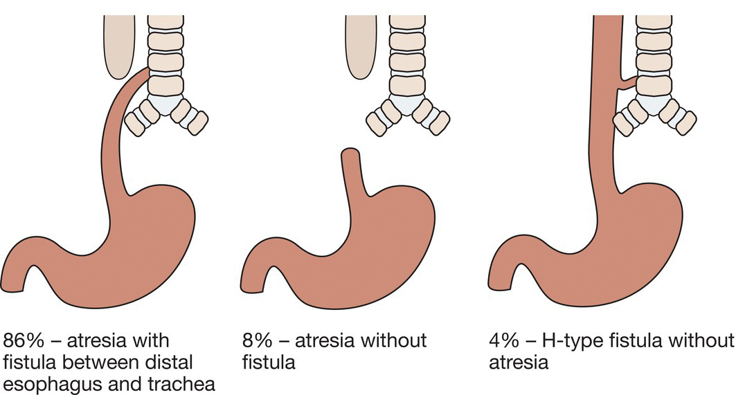 c47-fig-0004