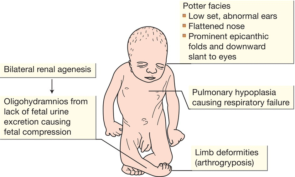 c50-fig-0004