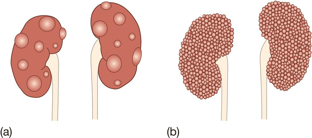 c50-fig-0005