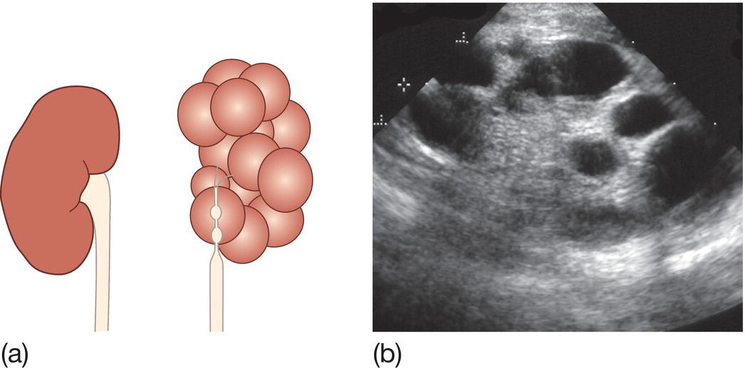 c50-fig-0006