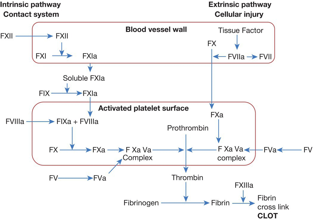 c56-fig-0002