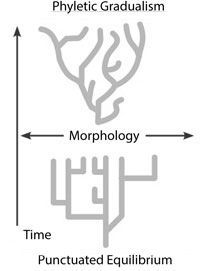 morphology