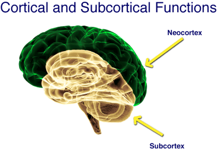 cortical_sub.png