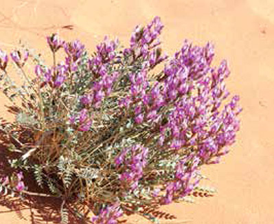 Spring flowers grace the sand dunes near the start of the Rainbow Vista Trail.