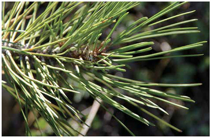 Ponderosa pine is the largest tree in the Spring Mountains and is easily identified by its 5-to 7-inch needles that grow in clusters of three.