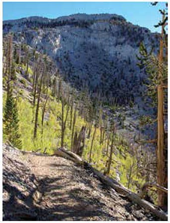 Quaking aspens are the first trees to return to an old burn on the North Loop Trail below Mummy Mountain.