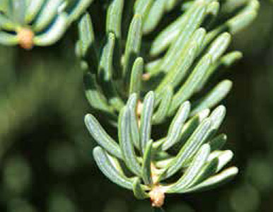 White fir appears toward the top of the ponderosa pine forest on the slopes of the mountains, and has flattened single needles with a whitish stripe.