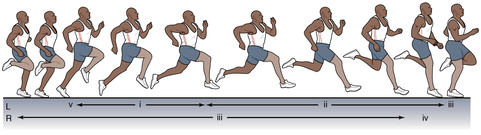 Figure 4.1 Path of the legs and feet during the maximum velocity phase of sprinting: heel to glutes, leg swing forward, and footstrike.