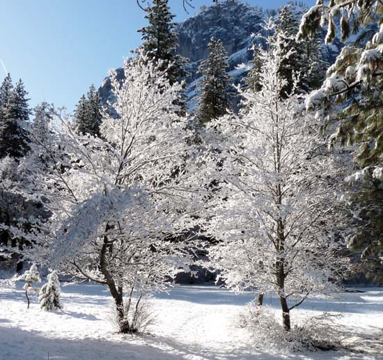 Photo of trees.