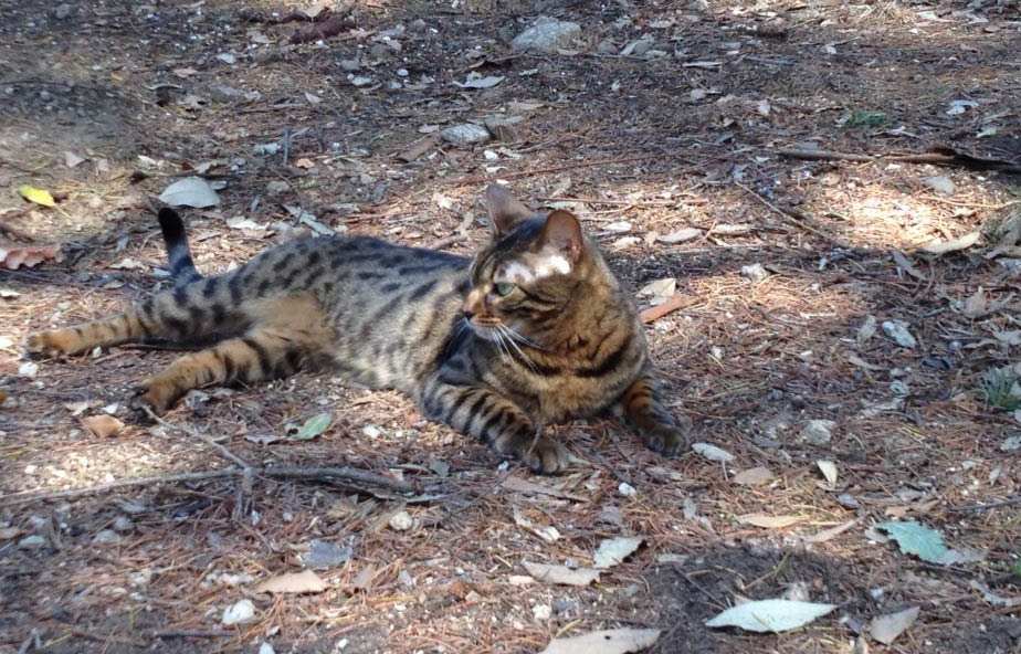 A picture of a resting cat.