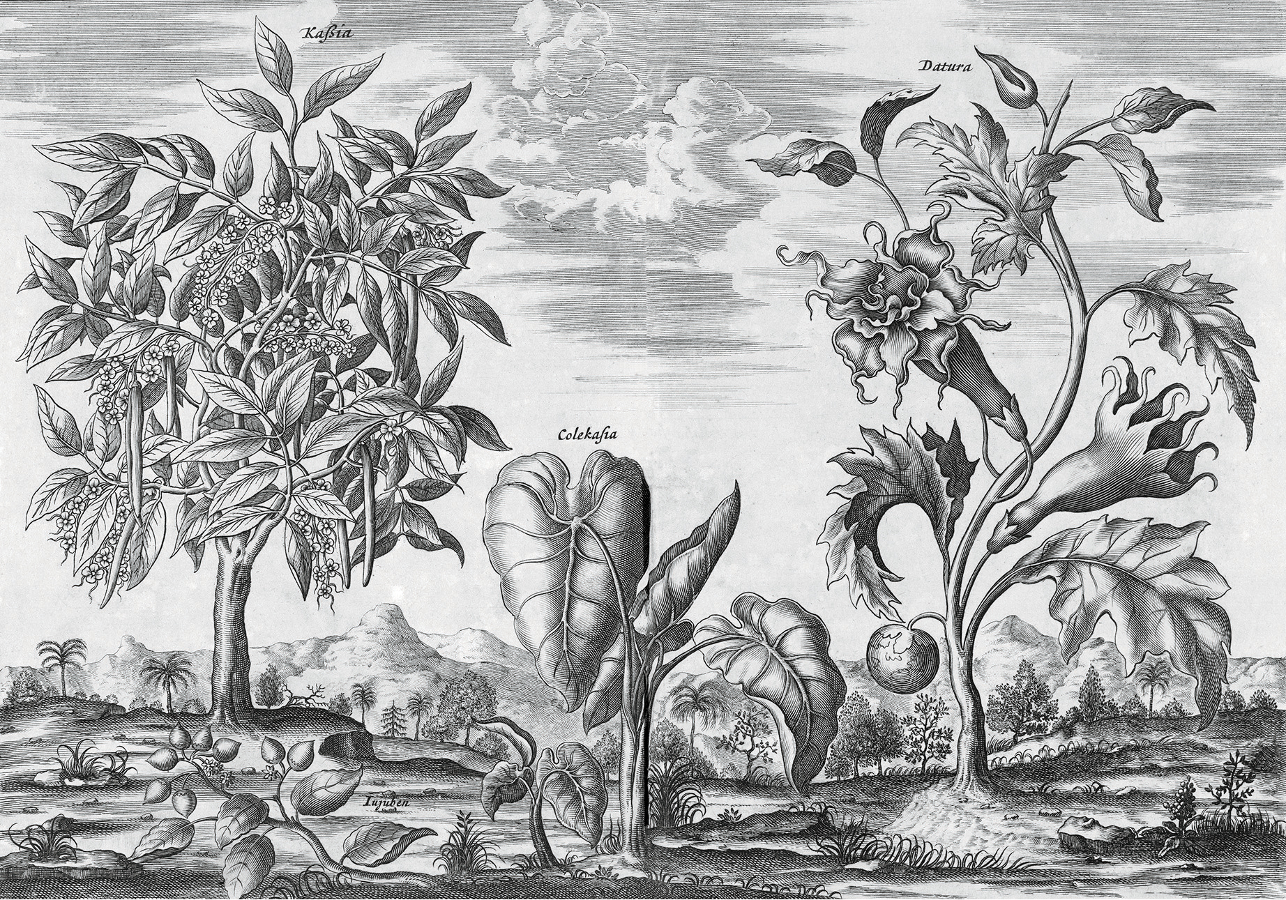  African plants, 17th-century artwork. Three known plants are named (left to right): kassia (cassia or Chinese cinnamon), colekasia (Colocasia, the elephant-ear plant), and datura (thorn-apple). This engraving is from 'Africa' (1670) by the London-based Scottish cartographer John Ogilby (1600-1676). This 767-page atlas describes the known lands and peoples of Africa, with 57 plate engravings of maps and artworks. Largely based on the 1668 work 'Naukeurige Beshryvinge der Afrikaenesche gewesten' by Dutch geographer Olfert Dapper, the engravings were by 17th-century Dutch artist Jacob van Meurs.