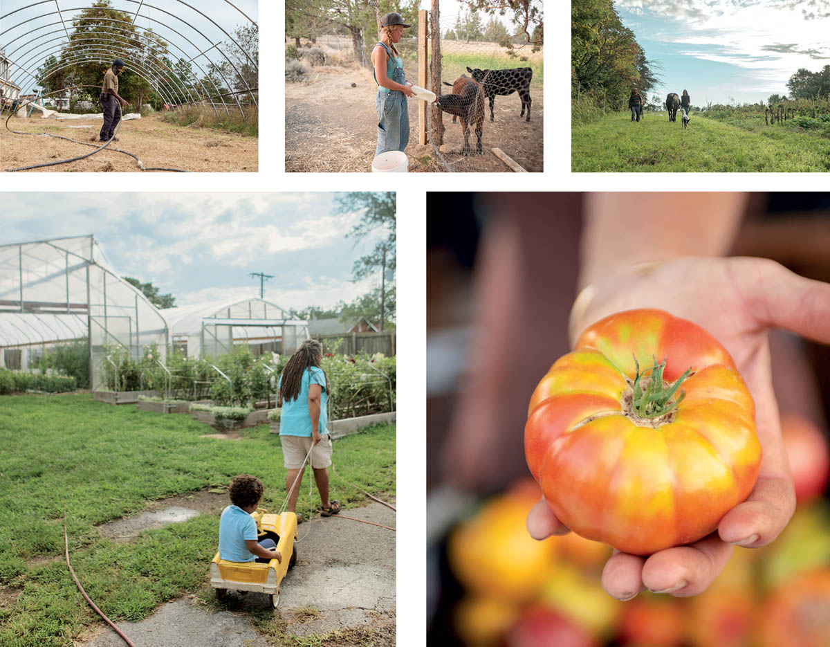 Scenes from farms, including a greenhouse, goats, and horses