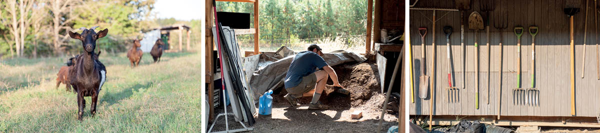 Scenes from a farm, including goats, manure, and farming tools