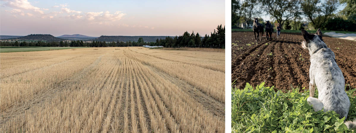 Scenes from a farm, including fields of grains and a dog watching horses