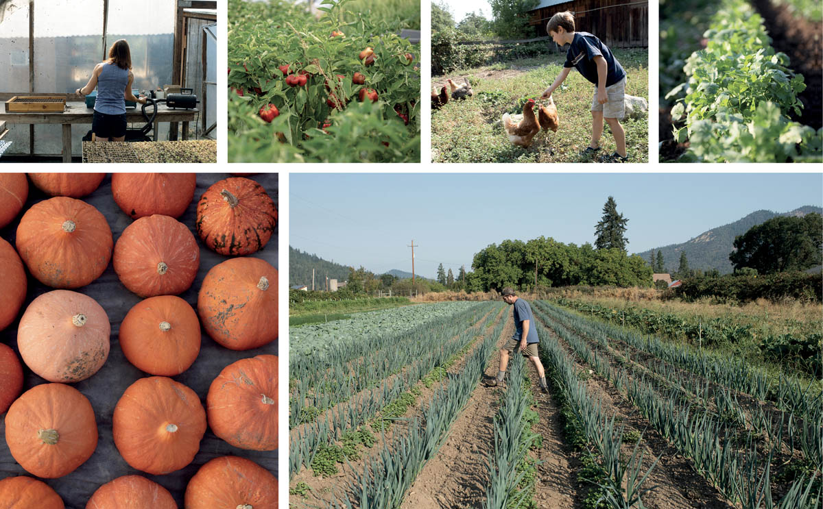 Scenes from Blue Fox Farm, including pumpkins, chickens, and herbs