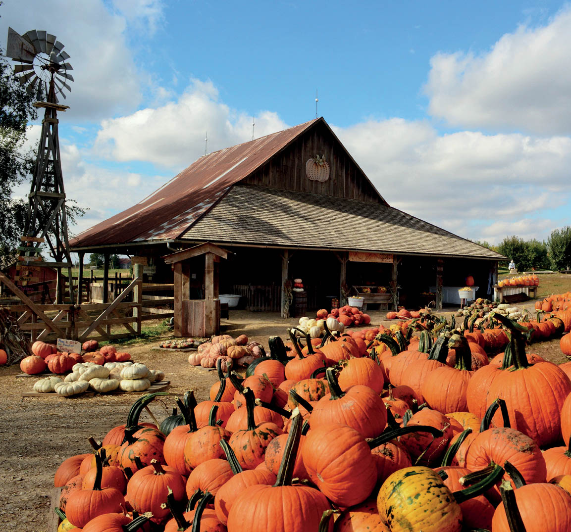 Big piles of pumpkins at a farm store