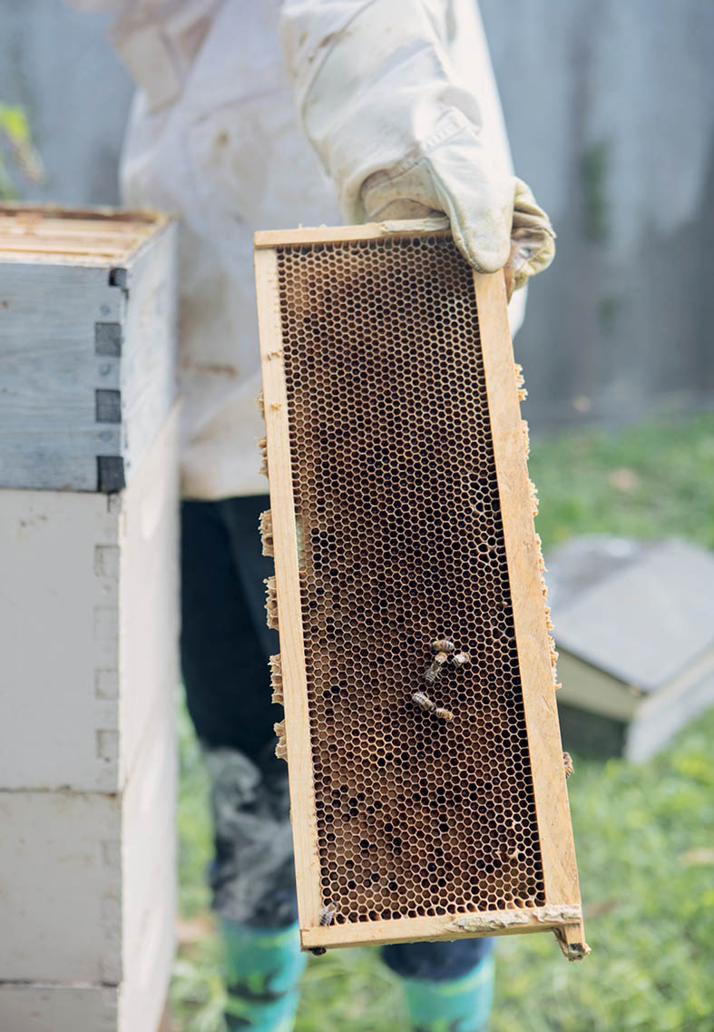 A beekeeper holding up a tray of a beehive