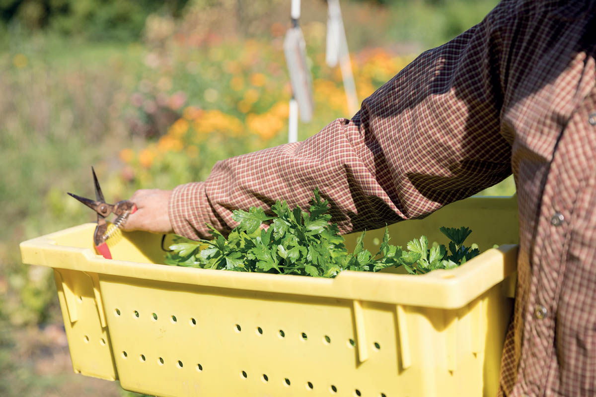 A farmer carrying a crate of cilantro