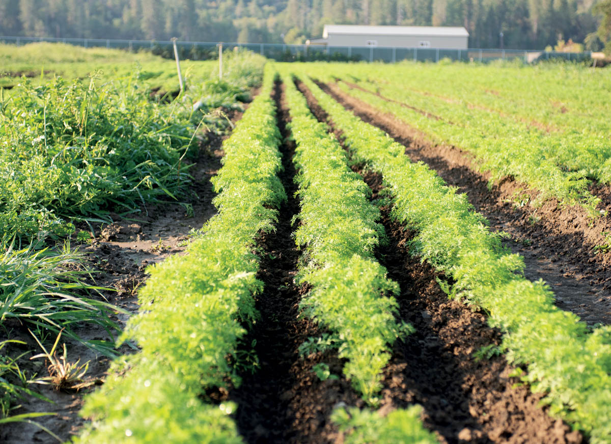 Rows of carrot plantings