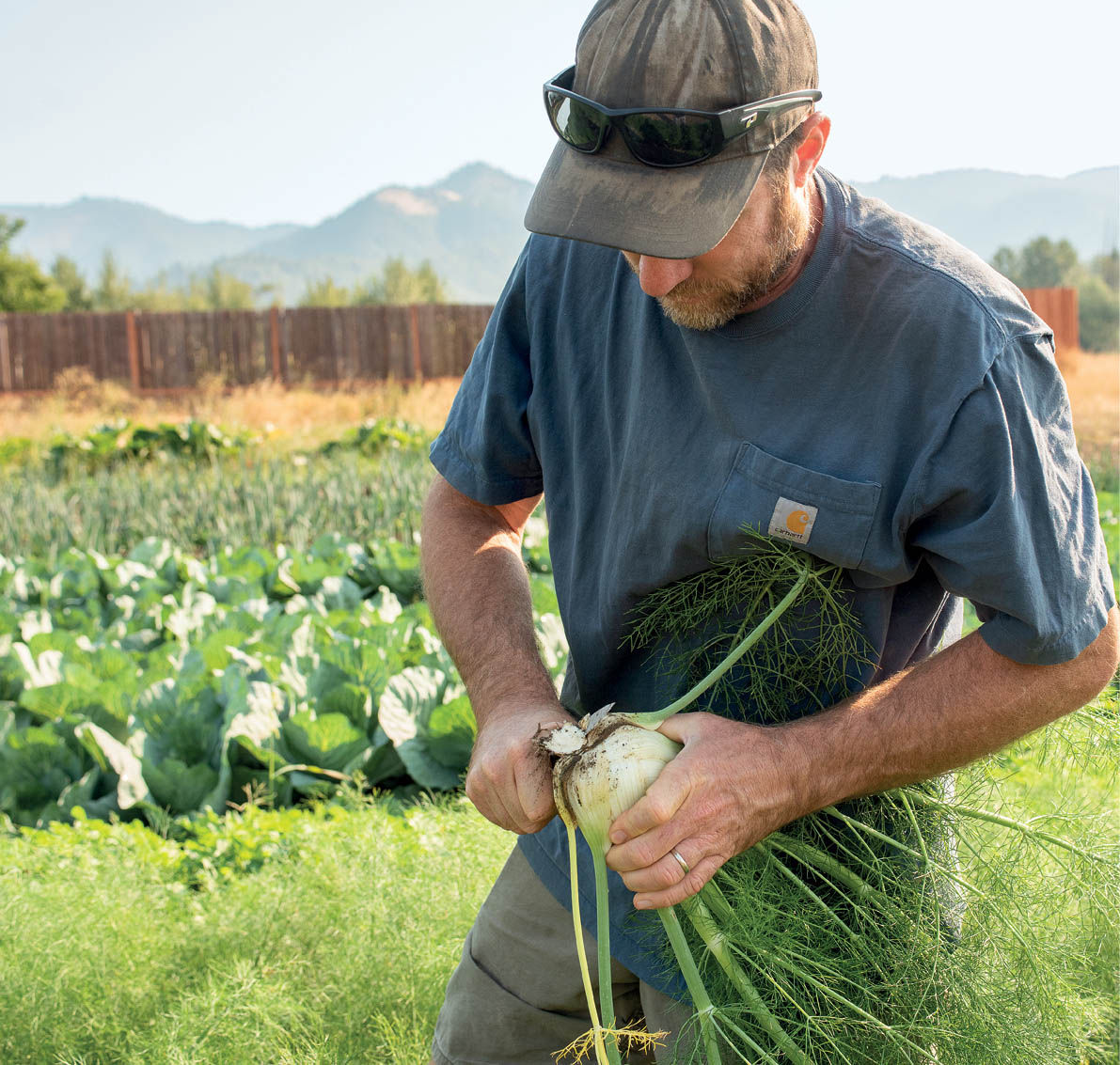 A farmer harvesting fennel