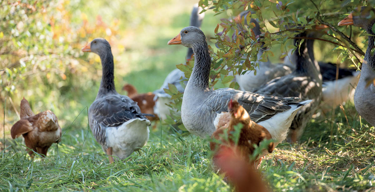 Geese and chickens in an orchard