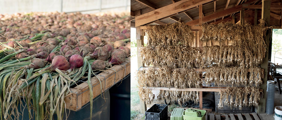 Onion and garlic hung up to dry