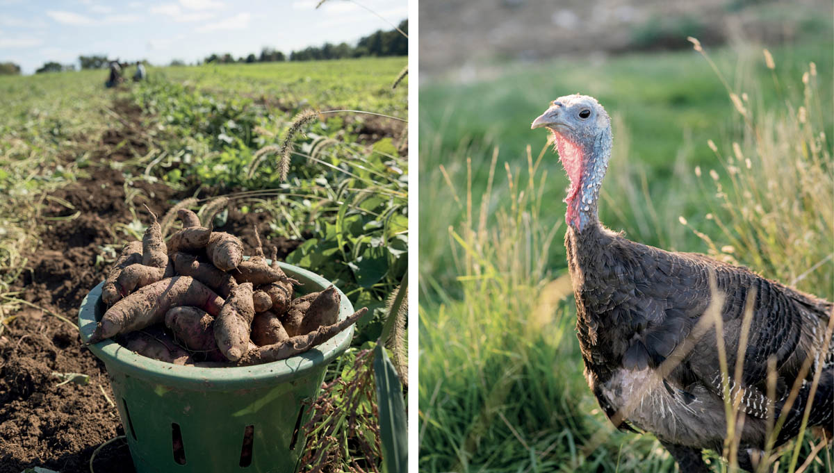 Harvested root vegetables and a turkey