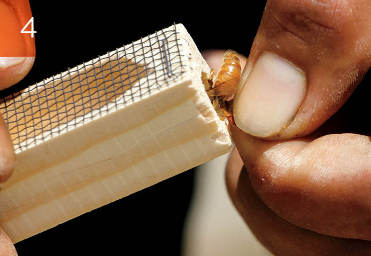 Step four, placing the queen inside the cage.