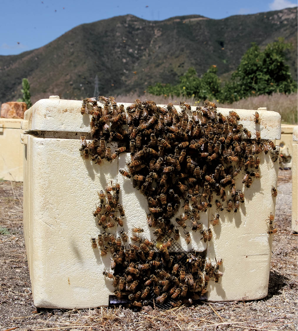 A swarm of bees on a hive.