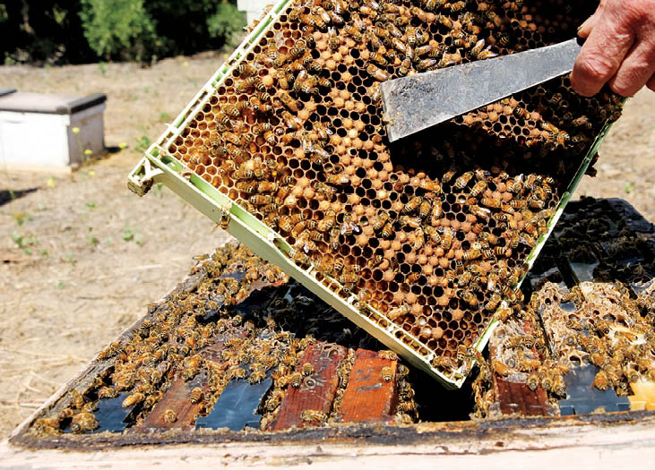 A beekeeper scraping honeycomb from a frame.