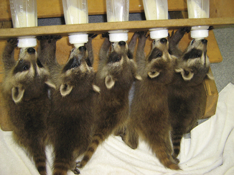 Raccoons - 068.jpg