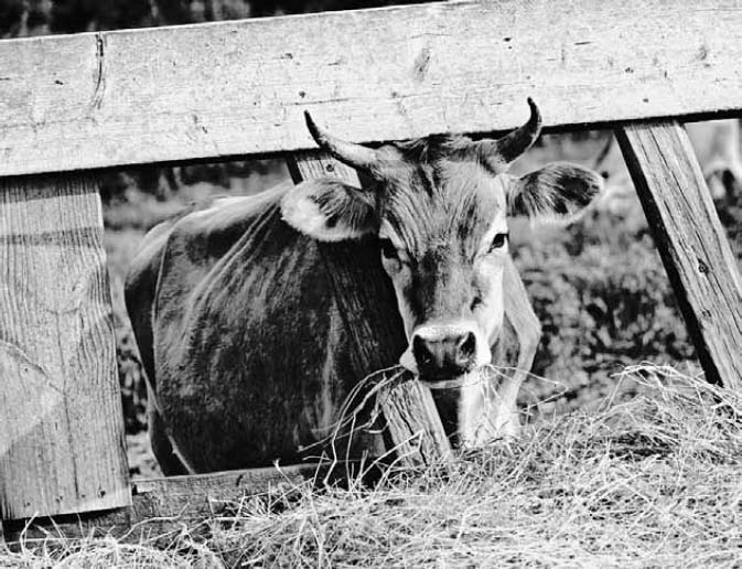 Relaxing at Lilly Den Farm. Credit: Bett Wilson Foley.