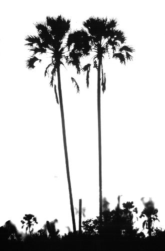 Palm trees