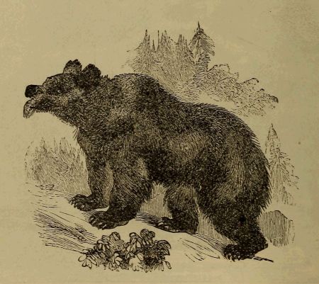 bear